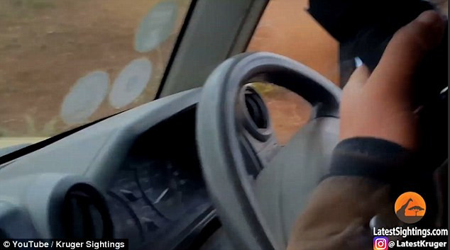 Hai du khách la hét và chiếc xe rung lên khi nhận cú húc cực mạnh từ tê giác. (Nguồn: Daily Mail)