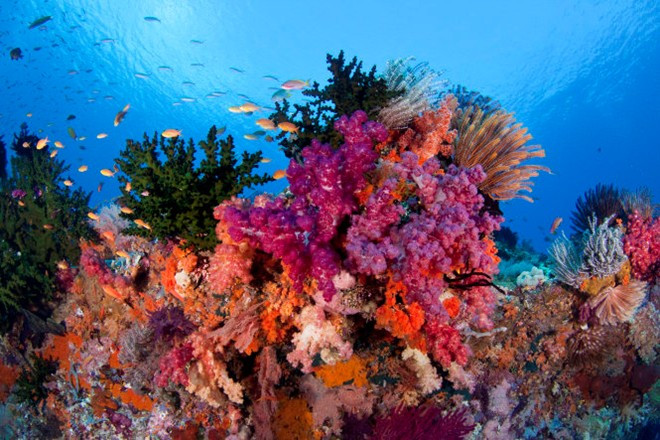 Do ít người ở và tình trạng du lịch đại chúng chưa mở rộng, Raja Ampat luôn mang lại cho du khách cảm giác họ là những người đầu tiên khám phá thiên đường này. Ảnh: Wordpress.