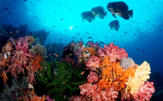 Bức tranh thiên nhiên ở Raja Ampat còn được chấm phá bằng hình ảnh những đầm phá xanh biếc, rừng ngập mặn và rừng nguyên sinh. Ảnh: Wordpress.