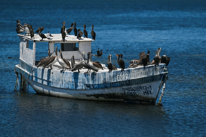 Những con chim bồ nông và chim cốc đậu trên thuyền đánh cá ở Vịnh Campeche, Mexico. (Ảnh: Artur Widak/NurPhoto/Rex/Shutterstock)