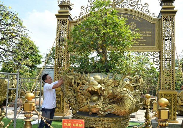 Những ngày gần đây, giới chơi mai vàng miền Tây không khỏi xôn xao trước thông tin một bộ sưu tập 10 cây mai vàng ở TP Sa Đéc (Đồng Tháp) đã đạt kỷ lục thế giới. Ảnh: TTXVN