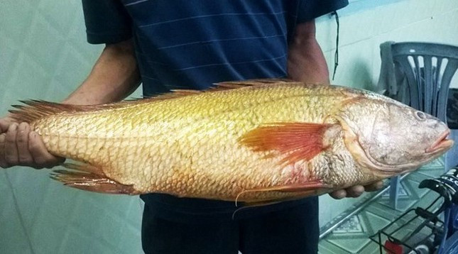 Sủ vàng là một trong những loài cá quý hiếm và đắt nhất Việt Nam. Chúng không chỉ là món ăn “cao lương mỹ vị”, nhất là món bóng cá được dùng như một món thuốc chữa vài bệnh như thần kinh, ngoài da...Ảnh: Tiền phong