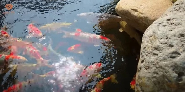Không gian vườn Nhật không thể thiếu hồ cá Koi.