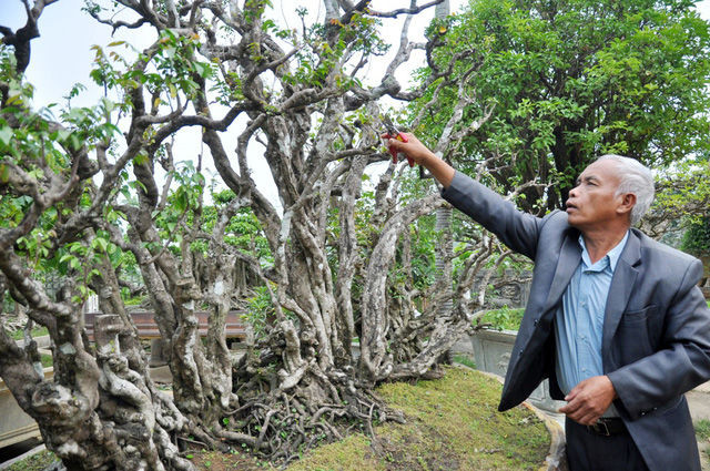Cây khế cổ thụ khoảng 300 năm tuổi của ông Nguyễn Văn Ngọ (Thạch Thất, Hà Nội) từng có vị khách trả 500 triệu đồng nhưng ông vẫn từ chối không bán. Ảnh: Safiha
