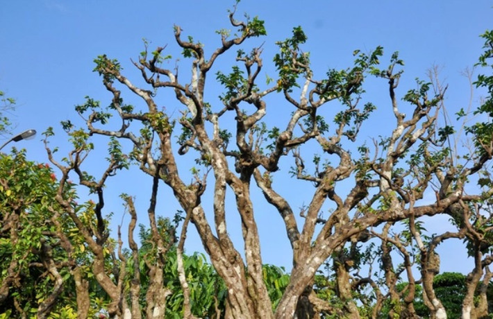 Từ ngọn cây mọc lên tua tủa các mầm lá non. Ảnh: Dân trí