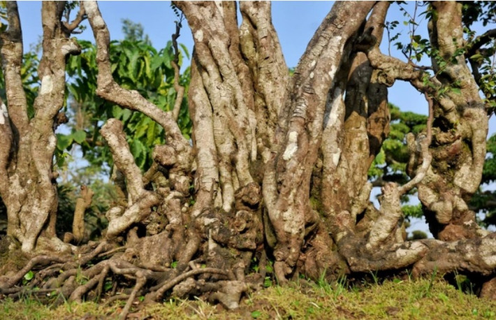 Để có được cụ khế với vóc dáng độc lạ như thế này, ông Ngọ đã bỏ ra không ít công sức thương lượng với chủ cũ, chưa kế tới công lao mà ông phải bỏ ra để chăm sóc khi mang nó từ miền Tây ra tận ngoài Bắc. Ảnh; Dân trí