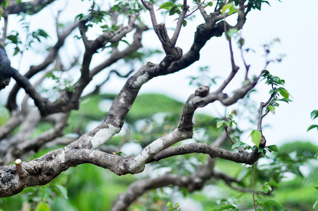 Các ngọn cây, ngọn cành đều uốn lượn đẹp mắt. Ảnh: Safiha