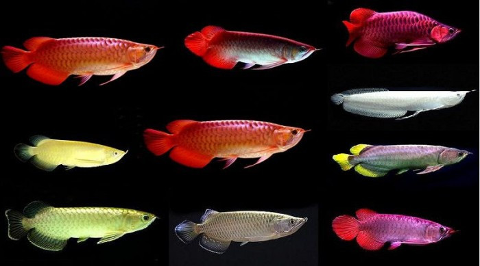 Khi môi trường sống ở vùng đất ngập nước tại Đông Nam Á suy giảm, cá rồng châu Á bắt đầu giảm về số lượng.
