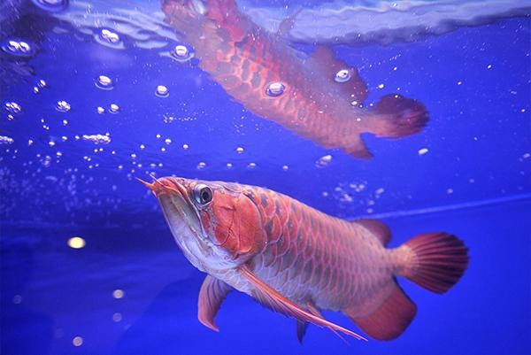Là loài có nguy cơ tuyệt chủng trong tự nhiên nên việc nhập khẩu, buôn bán cá rồng châu Á ở Mỹ là bất hợp pháp. Thế nhưng, ở nhiều nơi khác trên thế giới, cá rồng là một mặt hàng xa xỉ rất được ưa chuộng và hoàn toàn hợp pháp.