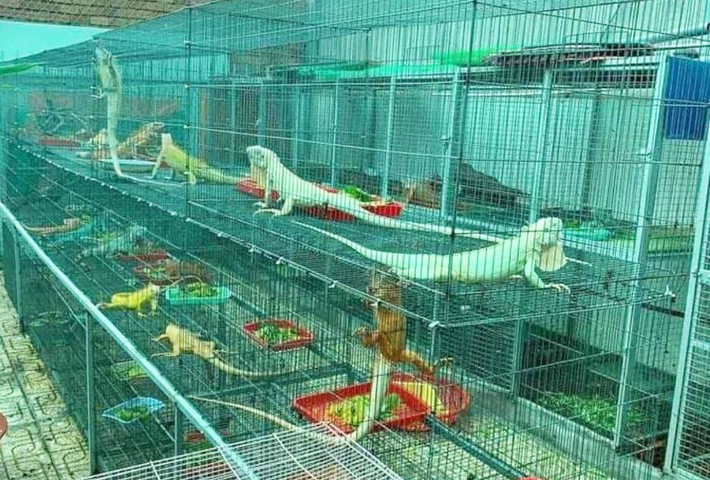 Đến nay, đại gia An Giang sở hữu hơn 50 con rồng Nam Mỹ khác nhau, với đủ chủng loại và màu sắc. Ảnh: Dân Việt