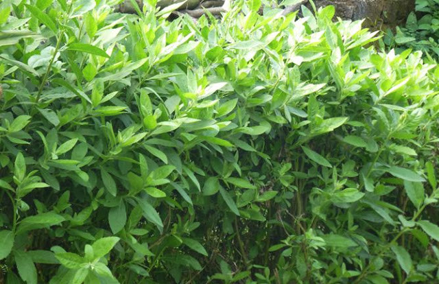 Vài năm gần đây, cây cúc tần được bán trong một số siêu thị, cửa hàng hay sàn thương mại điện tử. Ảnh: Internet