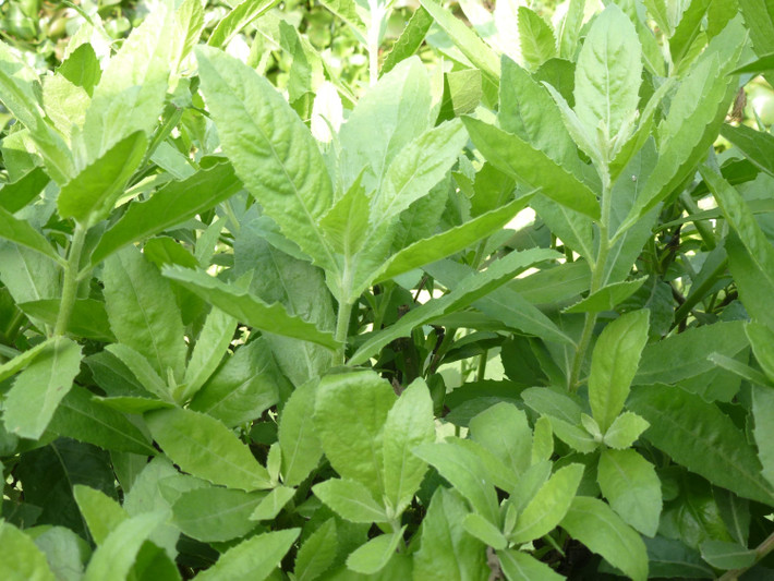 Tương tự, trước kia cây cúc tần trồng nhiều ở nông thôn để làm hàng rào. Thế nhưng, nay nó trở thành loại rau đặc sản được nhiều người ưa chuộng dù giá lên tới 50.000 đồng/kg. Ảnh: Báo dân tộc