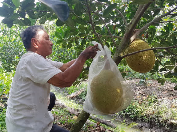 Ghé thăm vườn cây của ông Trắng, nhiều người không khỏi trầm trồ trước giống mít ruột đỏ được trả giá tới 10 tỷ đồng. Ảnh: Dân Việt