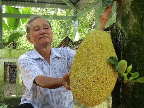 Năm 2003, trong một lần đi hội chợ nông sản ở Cần Thơ, ông Trắng thấy thấy giống mít lạ có múi màu đỏ gạch, vị ngọt thanh, vừa dai vừa giòn nên mua 50 cây giống về trồng thử. Ảnh: Dân Việt