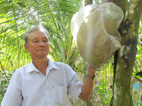Theo ông Trắng, mít ruột đỏ rất dễ trồng, dễ chăm sóc và không kén đất. Cây trồng từ tháng 18 đã bắt đầu có quả thu hoạch và thời gian cho quả dài. Ảnh: Dân Việt