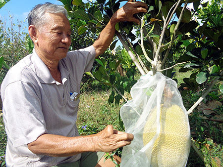 Ông Nguyễn Minh Trắng ở ấp 3, xã Vị Đông, huyện Vị Thủy (tỉnh Hậu Giang) được mệnh danh là “ông tổ” của giống mít ruột đỏ, người đã đưa loại mít đặc biệt này về Việt Nam. Ảnh: Báo Hậu Giang