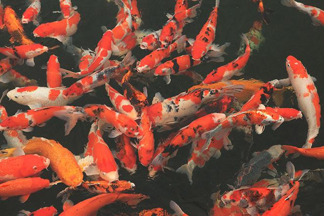 Tổng giá trị đàn cá này là gần 10 tỷ đồng. Ảnh: Dân việt