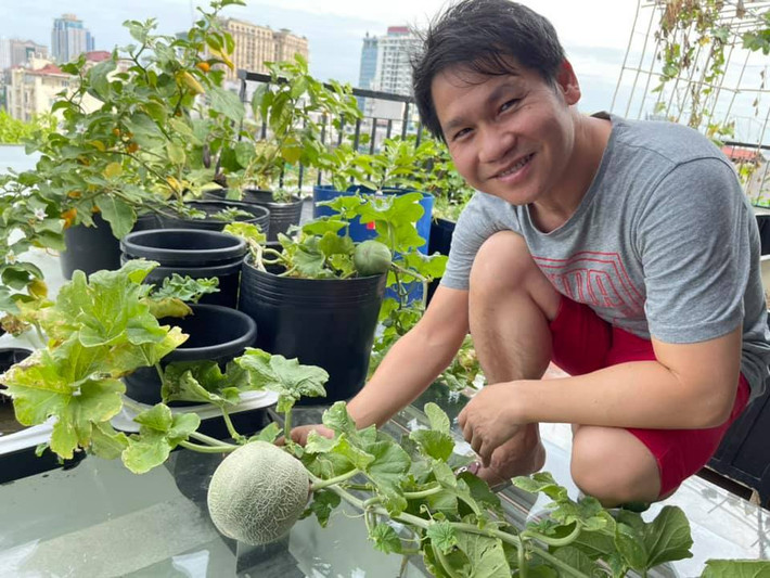 Dưa lưới trồng chậu cũng cho trái to thích mắt.