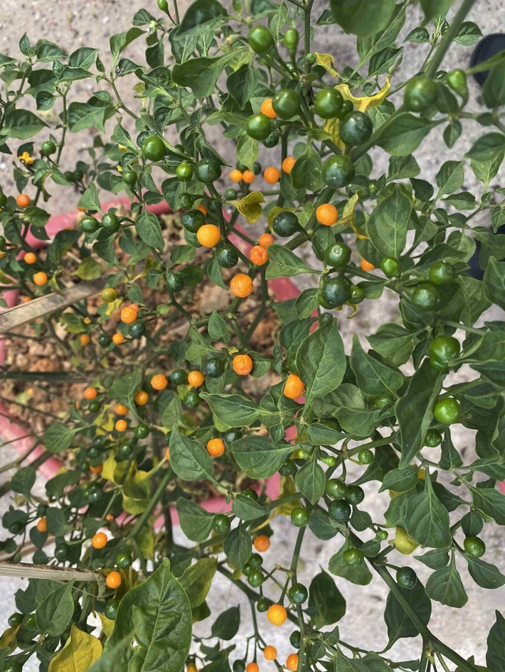 Được biết, loại ớt mà Khánh Đơn đang trồng đúng là giống ớt đắt nhất thế giới. Không chỉ Khánh Đơn mà nhiều nghệ sĩ Việt như Trịnh Tú Trung, Lý Hải, Huy Khánh... đều ra sức gieo trồng và nhận được thành quả ngoài mong đợi. Ảnh: Facebook Lý Hải Minh Hà