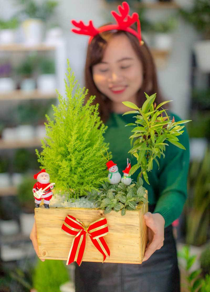 Theo khảo sát của VNN, cây tùng tuyết cao khoảng 80cm, trồng trong chậu sứ, giá dao động từ 600.000-700.000 đồng/cây. Ảnh: Vietnamnet.