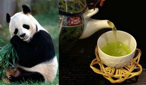 Với mức giá 70.000 USD/kg (hơn 1,6 tỷ đồng), trà gấu trúc cũng lọt vào danh sách những loại trà dành cho giới thượng lưu. Ảnh: Trathainguyen.