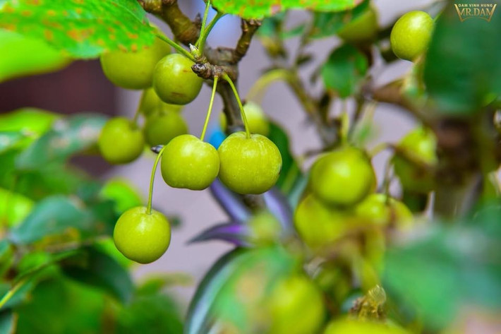 Táo cảnh nhỏ xinh xắn.