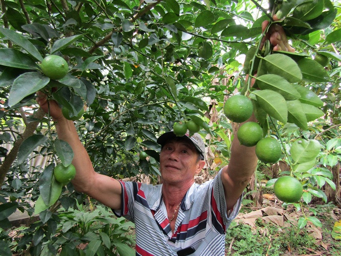 Phát hiện một giống chanh lạ, trái đẹp có tên chanh giấy trứng ngỗng, ông Lê Văn Hùng (ấp An Thạnh, xã Lục Sĩ Thành -Trà Ôn, Vĩnh Long) đã đem về trồng trên diện tích 2.000m2. Ảnh: Nongnghiep.