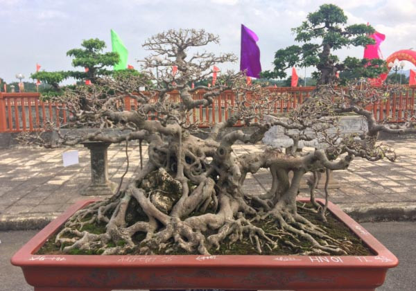 Cây sanh dáng trực cổ của anh Nguyễn Quốc Anh (Hà Nội) hội tụ đầy đủ các yếu tố “cổ, kỳ, mỹ văn” được định giá hàng tỷ đồng. Ảnh: Dân Việt.