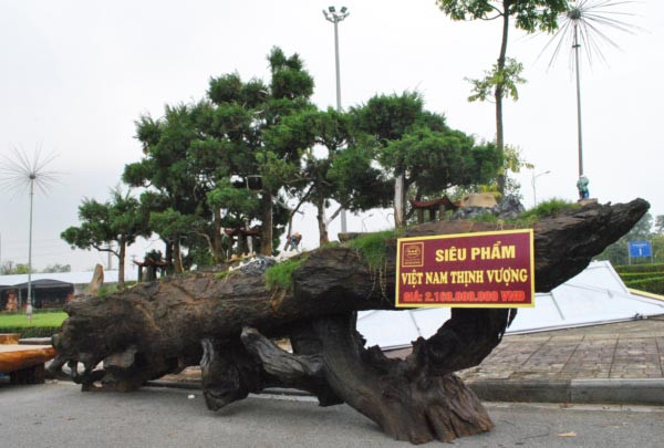 "Siêu phẩm" Việt Nam thịnh vượng với 7 cây tùng la hán thu hút sự chú ý của nhiều đại gia có mặt trong Hội chợ sinh vật cảnh đang diễn ra tại quận Long Biên (Hà Nội) tháng 11/2018. Ảnh: Dân Việt.