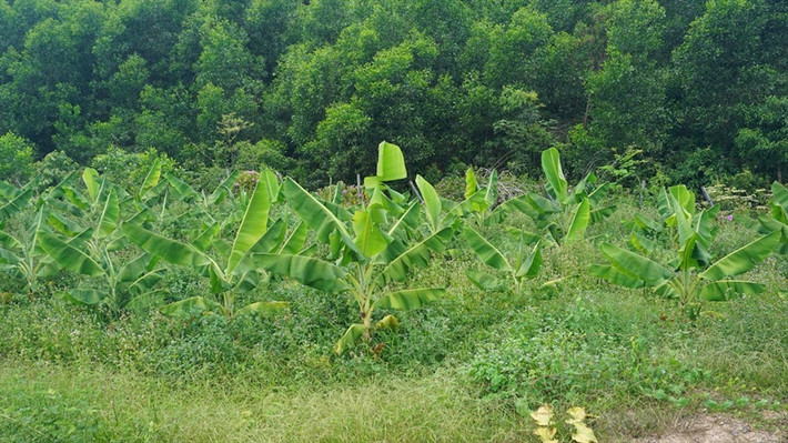 Trong khi đó, ông Kiều Đình Hòa - nguyên Giám đốc chi nhánh BIDV Hà Tĩnh là người liên quan trực tiếp đến việc tài trợ vốn cho dự án chăn nuôi bò Bình Hà tại Hà Tĩnh. Ảnh: Lao động.