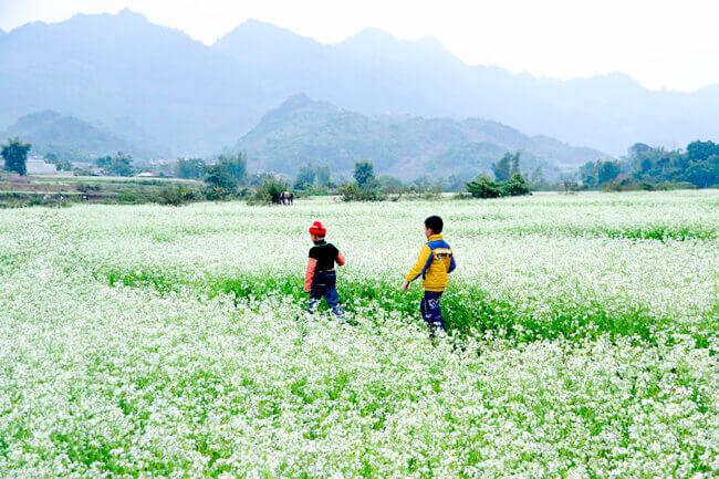 Mộc Châu (Sơn La) với cỏ cây xanh mát, không khí trong lành, rất thích hợp cho một kỳ nghỉ ngắn ngày dành cho những ai yêu thích sự bình lặng. Ảnh: Hoabinhtourist.