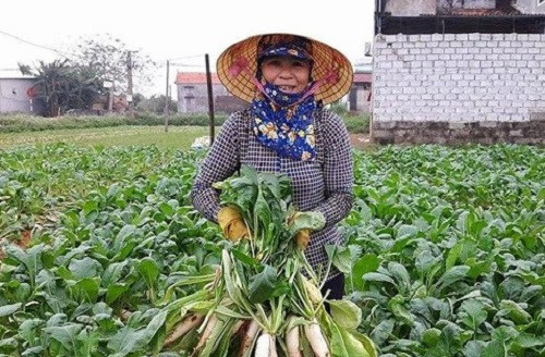 Mùa thu hoạch củ cải trắng ở Quỳnh Lưu nhộn nhịp như trảy hội. Ảnh: Baonghean.