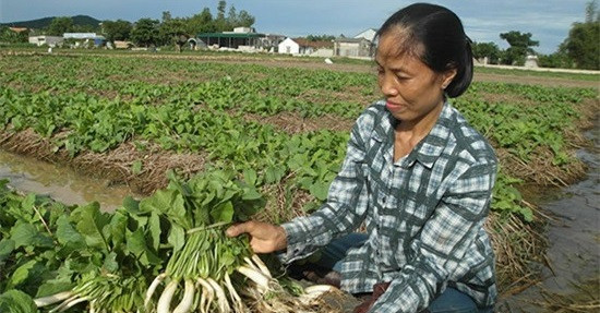 Củ cải trắng là cây dễ trồng, ít tốn công chăm sóc nhưng hiệu quả kinh tế lại khá cao so với nhiều loại cây trồng khác. Ảnh: Baonghean.