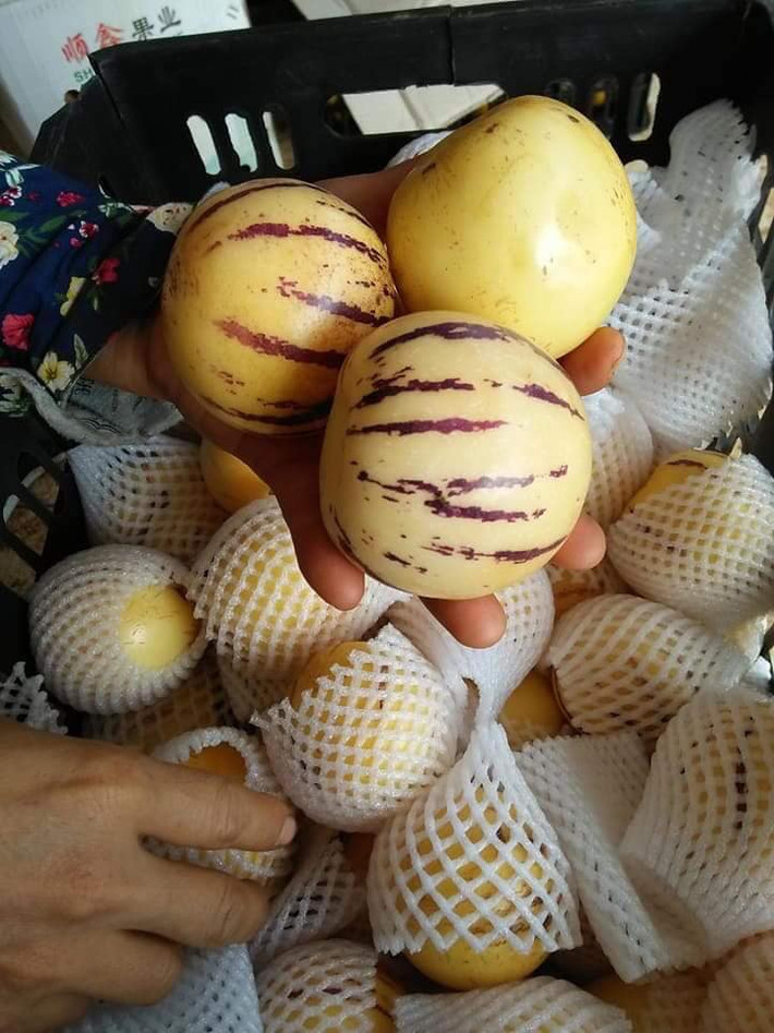 Tuy nhiên, lượng dưa pepino Đà Lạt cung cấp ra thị trường không có nhiều và giá cũng đắt hơn. Ảnh: Internet.
