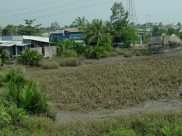 Khu trường đại học số - Khu số 12 (Phường Phong Phú, Bình Chánh) đang đấu thầu lựa chọn chủ đầu tư rộng 107,8ha cũng trong diện dự án bị thu hồi của TP HCM đợt này. Ảnh minh họa: HTD.