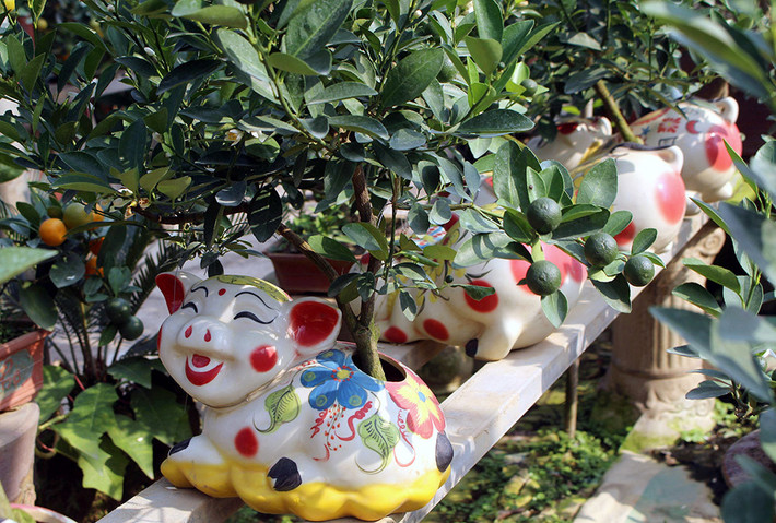 Những chú heo cõng quất bonsai trở thành điểm nhấn trong dịp Tết Kỷ Hợi 2019. Ảnh: Vietnamnet.