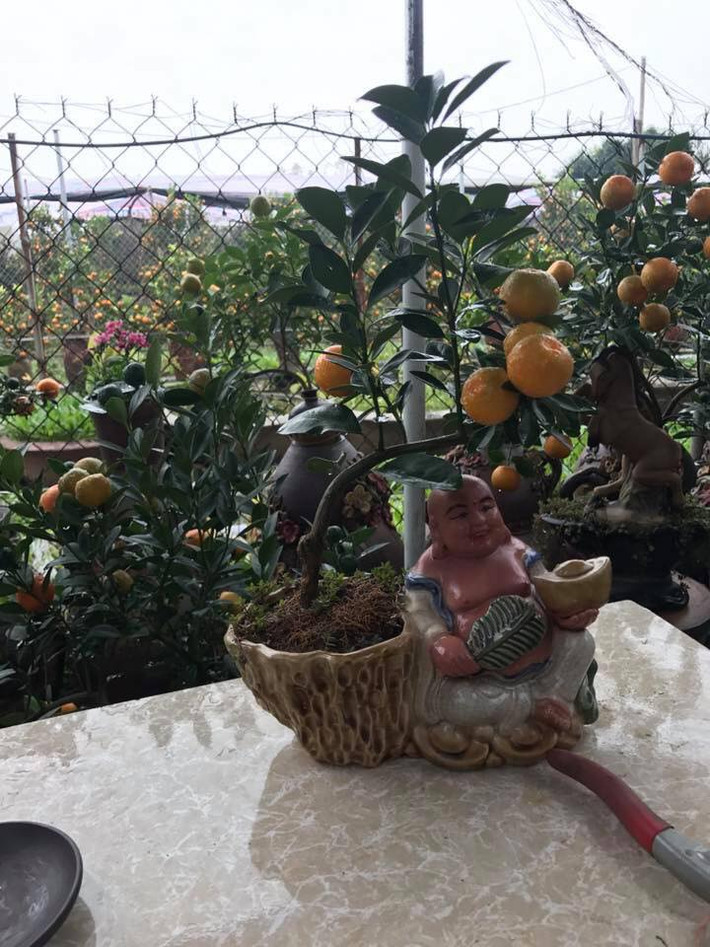 Quất bonsai kèm tượng Phật Di Lặc cầu may mắn. Ảnh: FB nguyễn minh tiến.