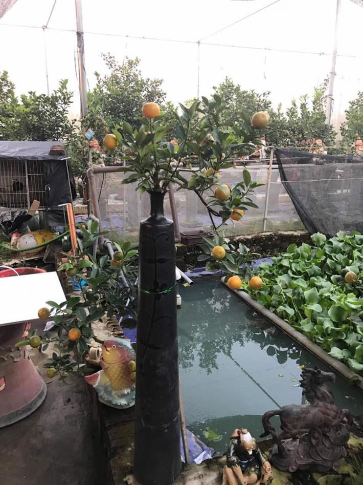 Chậu quất cảnh độc đáo dáng huyền. Ảnh: FB nguyễn minh tiến.