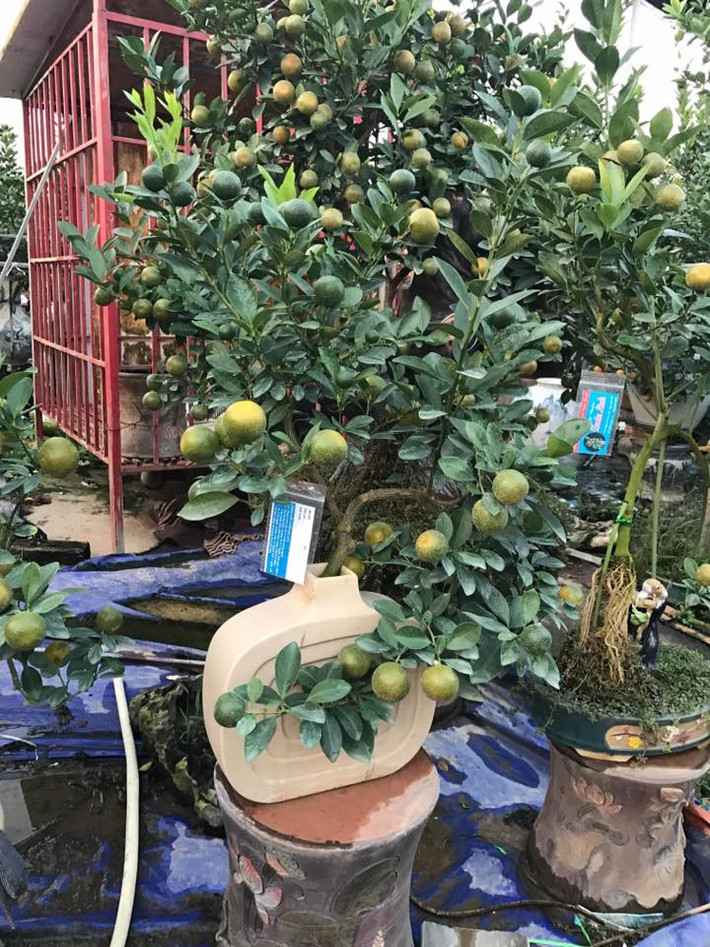 Quất bonsai là một trong những cây cảnh được ưa chuộng trong dịp Tết Nguyên đán. Năm nay, nhiều nhà vườn đã tung ra thị trường những mẫu bonsai lạ mắt nhằm thu hút khách hàng. Ảnh: FB nguyễn minh tiến.