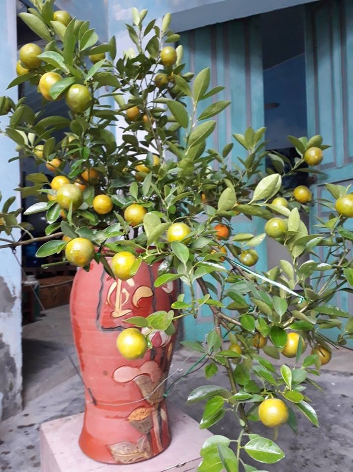 Năm nay, những bình quất cao khắc chữ tài hoặc lộc được nhiều nhà vườn đưa ra thị trường. Ảnh: FB Tống Giới.