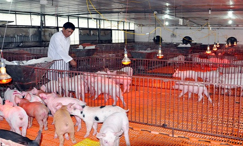 Tại khu vực tầng chuồng úm, khu hệ thống chuồng rộng hàng trăm m2 là khu chăm sóc lợn con sau khi được cai sữa nằm trên tầng 3 sạch sẽ, được lắp các bóng đèn công nghệ cao vừa để dùng sưởi ấm, và sát trùng cho lợn giống. Khu này, ông Long đang nuôi khoảng 100 lợn nái và 1.000 lợn úm.