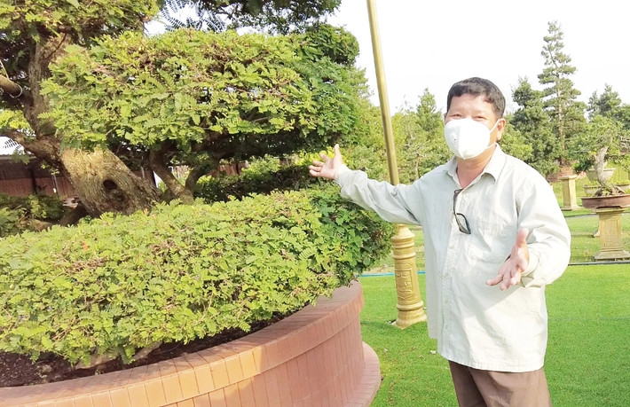 Dù hơn 150 tuổi nhưng mỗi năm cây me vẫn ra hoa và đậu trái. Ảnh: Dân Việt