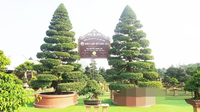 Anh Nguyễn Phước Lộc (ngụ tại TP Sa Đéc, Đồng Tháp) là chủ nhân của cặp me kiểng cổ nhất Việt Nam. Anh Lộc có hàng chục năm gắn liền với cây kiểng, bonsai ở Sa Đéc. Ảnh: Dân Việt