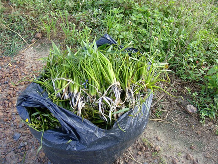 Những năm gần đây, rau chốc được bán ở thành phố với giá khoảng 50.000 - 60.000 đồng/kg. Ảnh: Dân Việt