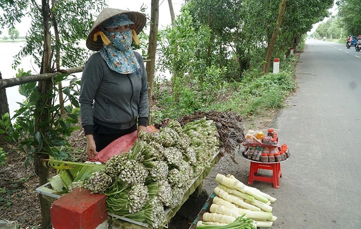 Nhờ rau chốc, nhiều người dân ở địa phương có thêm thu nhập. Đến mùa, mỗi hộ dân có thể kiếm được 300.000 - 600.000 đồng/ngày từ việc bán rau chốc. Ảnh: Dân Việt
