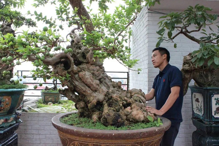 Sau khi được chia sẻ trên mạng xã hội, hình ảnh cây ổi trăm tuổi được lan truyền đi với tốc độ chóng mặt. Ảnh: Người lao động