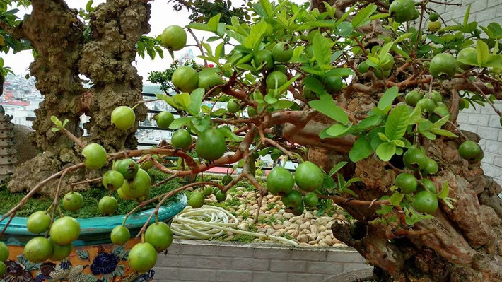 Theo chủ nhân, từng có nghìn người đến chiêm ngưỡng, nhiều người gạ mua cây ổi này từ vài trăm triệu đồng, thậm hơn 1 tỷ đồng, nhưng ông vẫn không bán. Ảnh: Người lao động