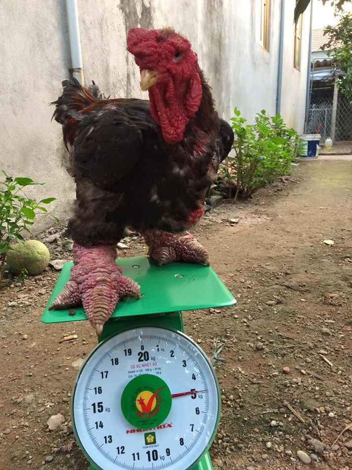 Gà Đông Tảo trưởng thành nặng trung bình từ 3,5 - 5kg. Ảnh: Facebook