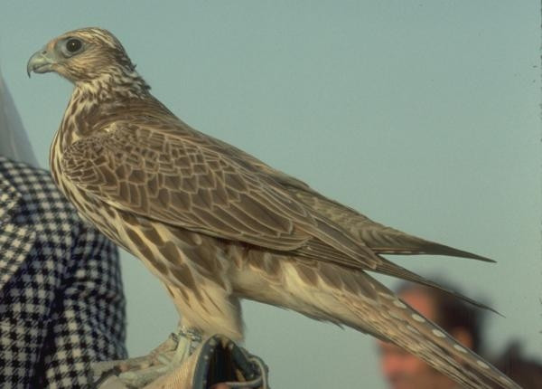 Con chim ưng Saker nặng 1,105 kg đến từ trang trại chim ưng Al Aradi ở Ả Rập Saudi. Ảnh: About Birds
