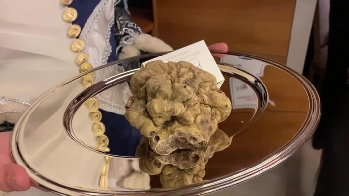 Đáng chú ý, trong một phiên đấu giá, nấm cục trắng Truffle nặng 830 gram được mua với giá 118.000 USD (hơn 2,6 tỷ đồng). Ảnh: Reuters